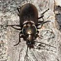 Agonum cupreum - Agonum cupreum