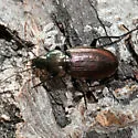 Agonum cupreum - photo 2