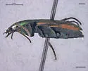 Agonum cupreum - photo 3