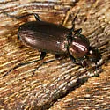 Agonum cupreum - photo 4
