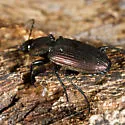 Agonum cupreum - photo 5