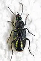 Agonum cupripenne - photo 2