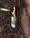 Agonum cupripenne - photo 3
