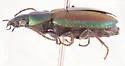 Agonum cupripenne - photo 4