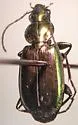 Agonum cupripenne - photo 5