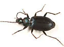 Agonum cyanopis