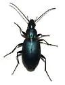 Agonum cyanopis - photo 2