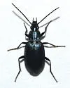 Agonum cyanopis - photo 3