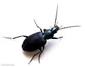 Agonum cyanopis - photo 4
