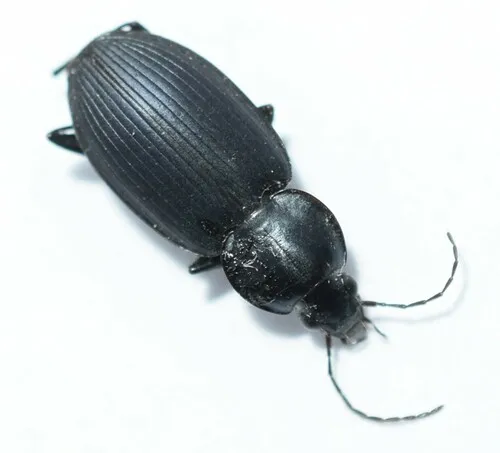 Agonum cyclifer