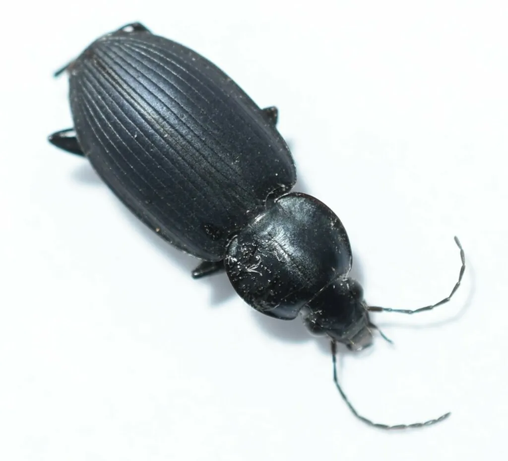 Agonum cyclifer - photo 2