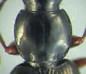 Agonum darlingtoni - photo 2