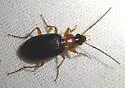 Agonum decorum - photo 2