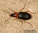 Agonum decorum - photo 3