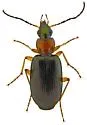 Agonum decorum - photo 4