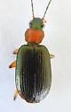 Agonum decorum - photo 5
