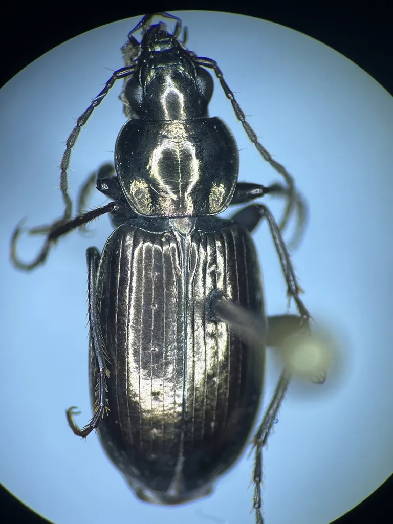 Agonum deplanatum - photo 2