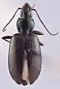Agonum elongatulum - Agonum elongatulum
