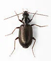 Agonum elongatulum - photo 2