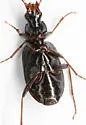 Agonum elongatulum - photo 3