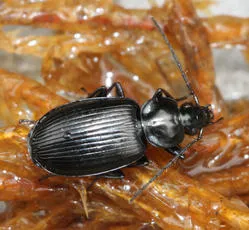 Agonum emarginatum