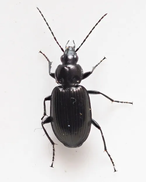 Agonum emarginatum - photo 2