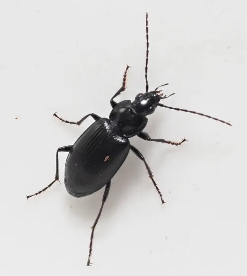Agonum emarginatum - photo 3