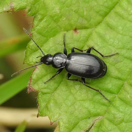 Agonum emarginatum - photo 4