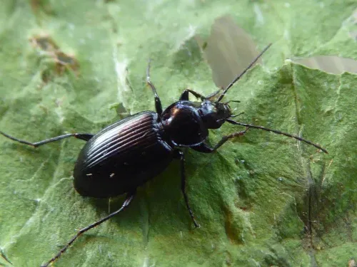 Agonum emarginatum - photo 5
