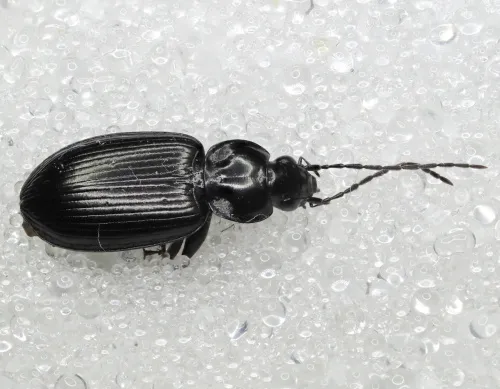 Agonum emarginatum - photo 6