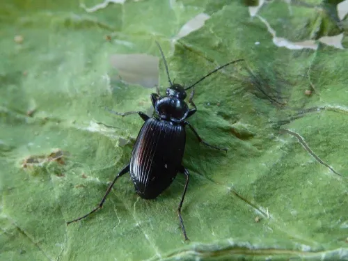 Agonum emarginatum - photo 7