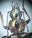 Agonum errans - photo 2