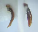 Agonum errans - photo 3