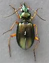 Agonum errans - photo 4