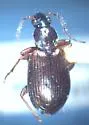 Agonum excavatum - Agonum excavatum