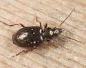 Agonum excavatum - photo 2