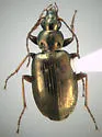 Agonum excavatum - photo 3