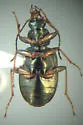 Agonum excavatum - photo 4
