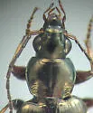 Agonum excavatum - photo 5