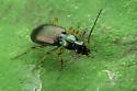 Agonum extensicolle