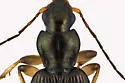 Agonum extensicolle - photo 2
