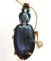 Agonum extensicolle - photo 3