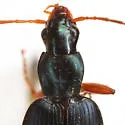 Agonum extensicolle - photo 4