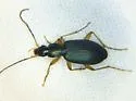 Agonum extensicolle - photo 5