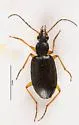Agonum extimum