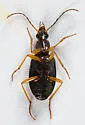 Agonum extimum - photo 2