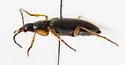 Agonum extimum - photo 3
