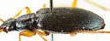 Agonum extimum - photo 4