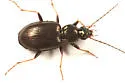 Agonum ferreum