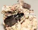 Agonum ferreum - photo 2